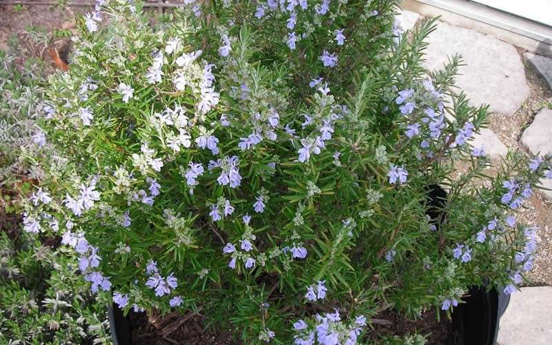  Tuscan Blue Rosemary - 5 Pack Of Quart Pots