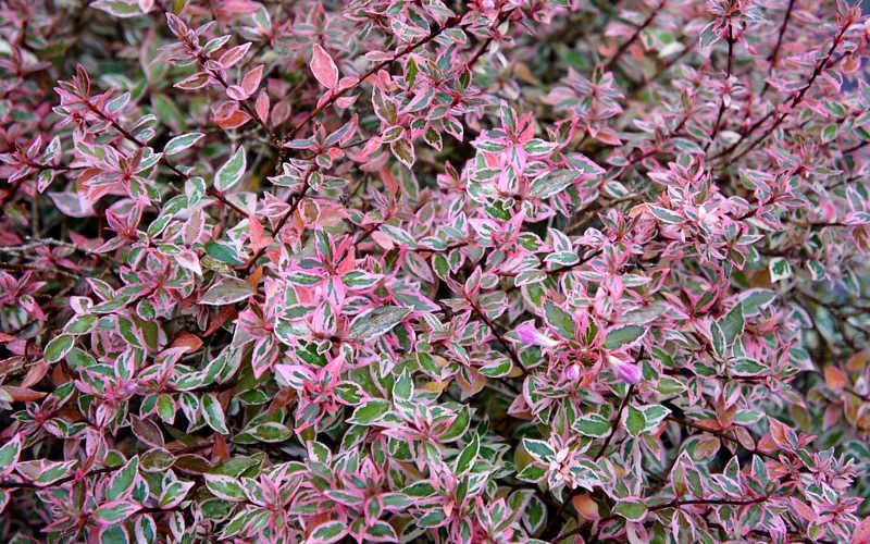  Confetti Dwarf Abelia - 1 Gallon Pot