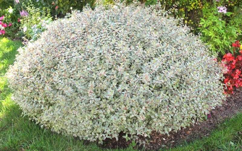  Confetti Dwarf Abelia - 1 Gallon Pot