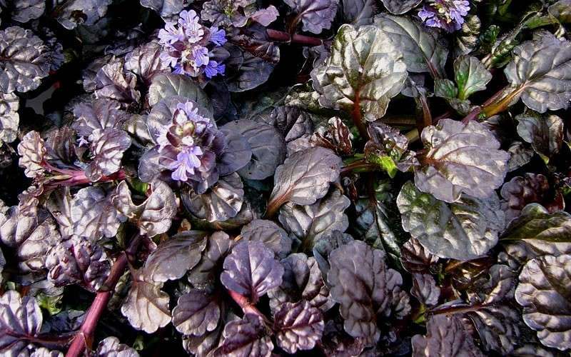  Black Scallop Ajuga Bugleweed - 10 Pack Of Pint Pots