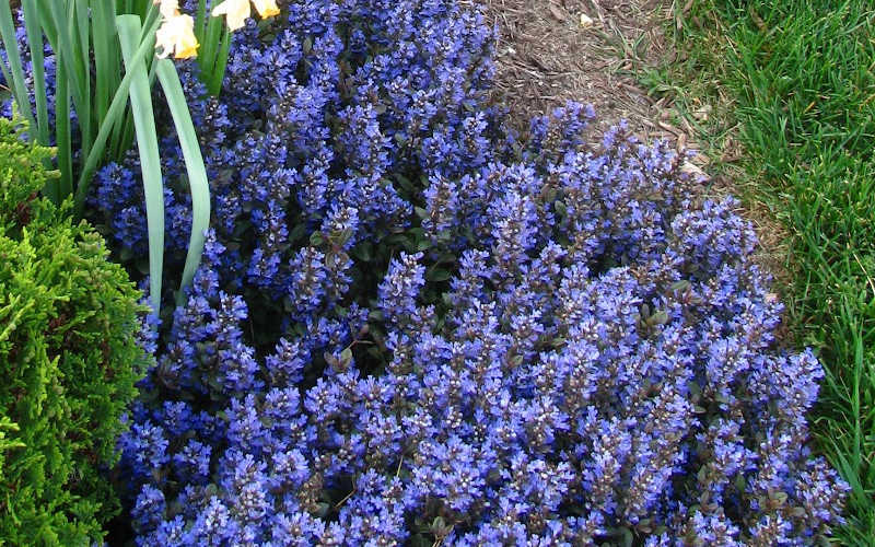  Chocolate Chip Ajuga (Bugleweed) - 5 Pack Of 4" Pint Pots