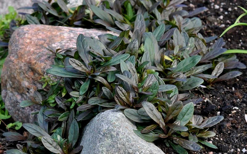  Chocolate Chip Ajuga (Bugleweed) - 5 Pack Of 4" Pint Pots