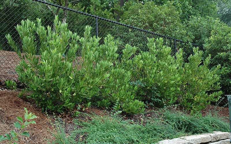  Ocala Yellow Anise (Illicium Parviflorum) - 3 Gallon Pot