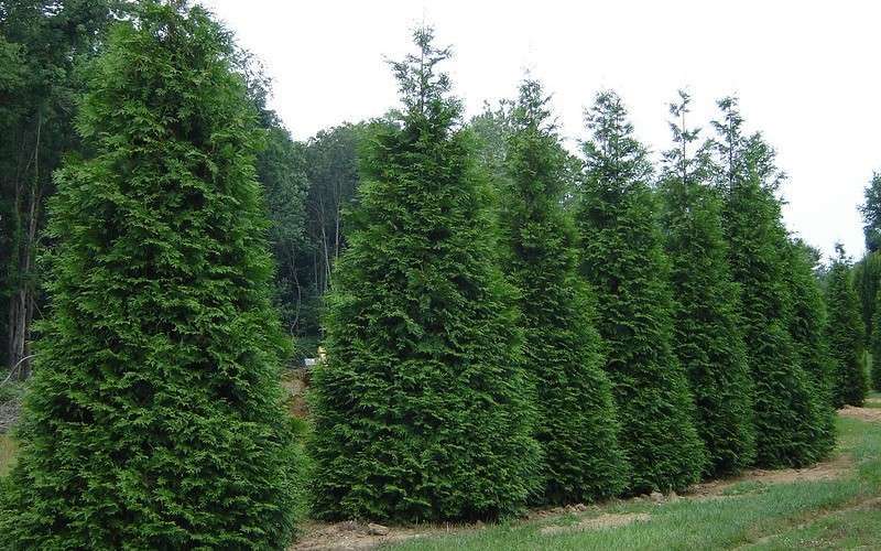  Green Giant Arborvitae - 1 Gallon Pot