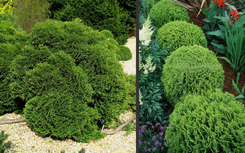  Tiny Tim Dwarf Globe Arborvitae - 2 Gallon Pot