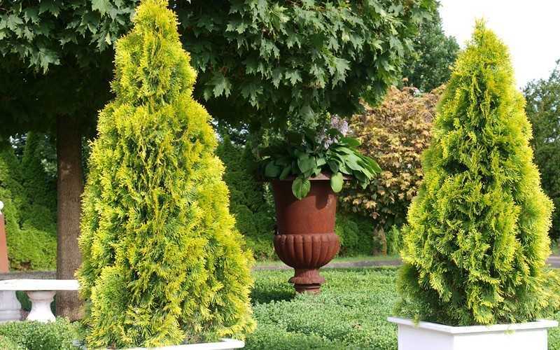  Highlights Arborvitae Thuja Janed Gold - 1 Gallon Pot