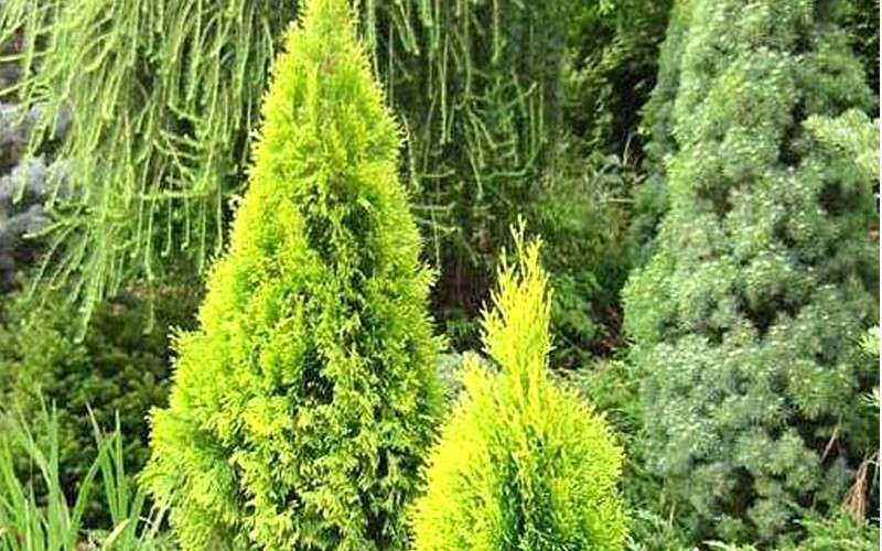  Highlights Arborvitae Thuja Janed Gold - 1 Gallon Pot