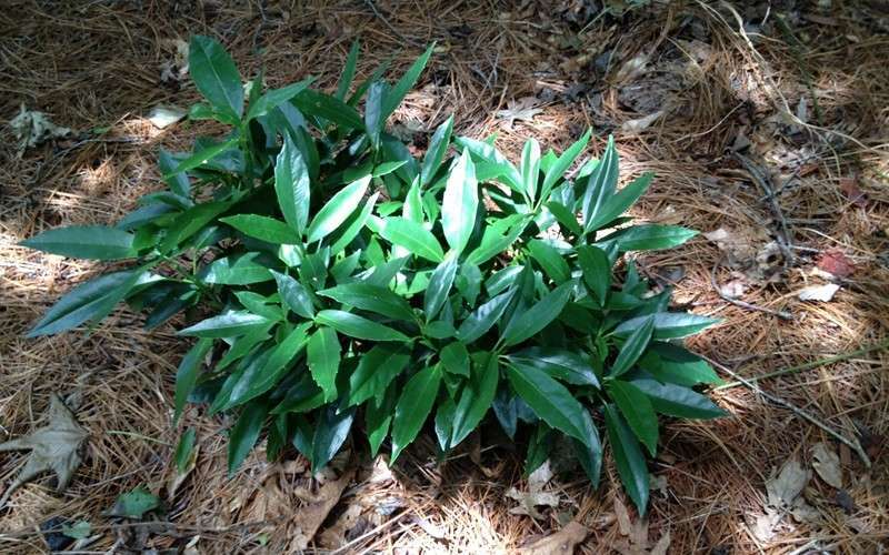  Dwarf Green Aucuba - Japanese Laurel - 3 Gallon Pot