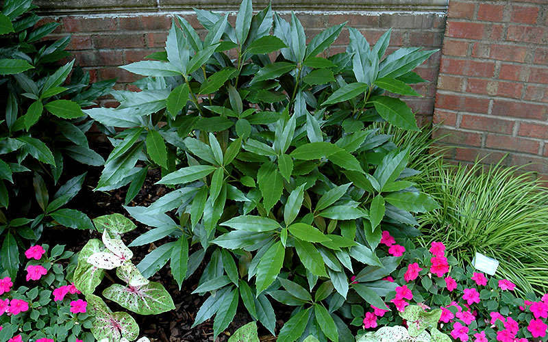  Sawtoothed Aucuba Serratifolia - 3 Gallon Pot