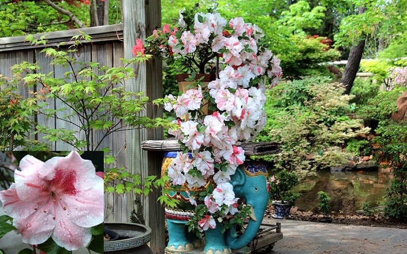  Tama No Hada Azalea - 3 Gallon Pot