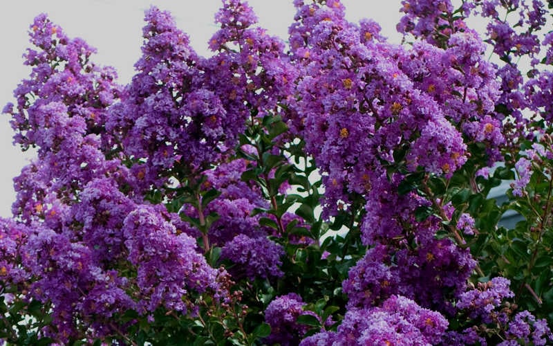  Twilight Purple Crape Myrtle - 6 Pack Of 1 Gallon Pots