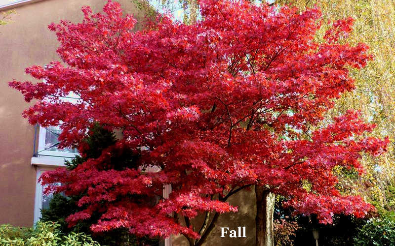  Red 'N Summer Japanese Maple - Acer Palmatum 'Hefner's Red' - 3 Gallon Pot (3-4')