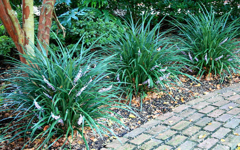  Emerald Goddess Liriope (Lilyturf) - 6-Pack Of 1 Gallon Pots