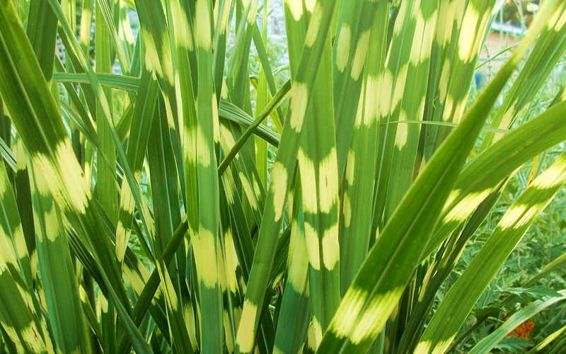  Little Zebra Grass - Miscanthus - 3 Gallon Pot