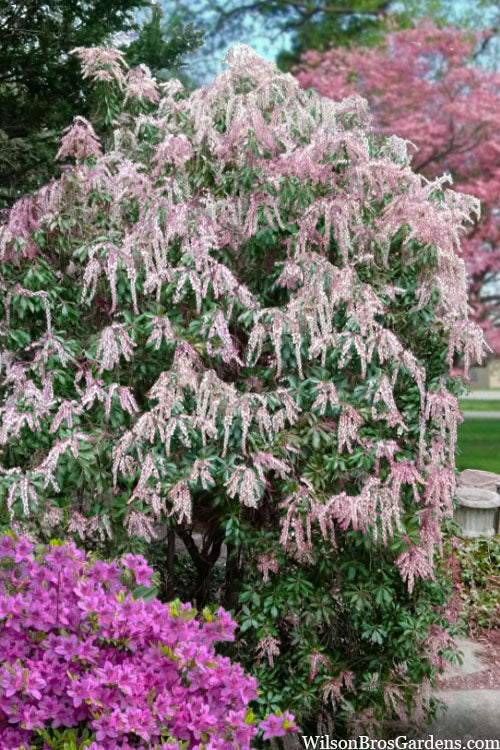  Dorothy Wycoff Pieris - 1 Gallon Pot