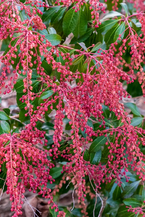  Dorothy Wycoff Pieris - 1 Gallon Pot