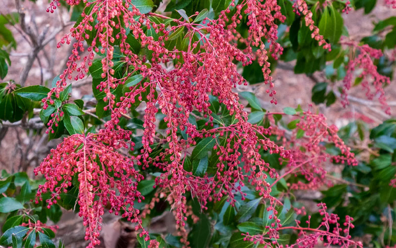  Dorothy Wycoff Pieris - 1 Gallon Pot