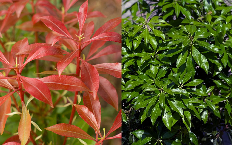  Dorothy Wycoff Pieris - 1 Gallon Pot