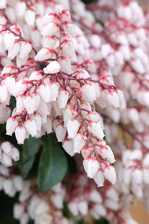  Dorothy Wycoff Pieris - 1 Gallon Pot