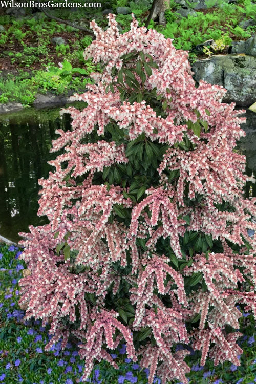  Dorothy Wycoff Pieris - 1 Gallon Pot