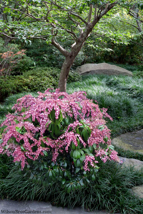 Katsura Pieris - 3 Gallon Pot