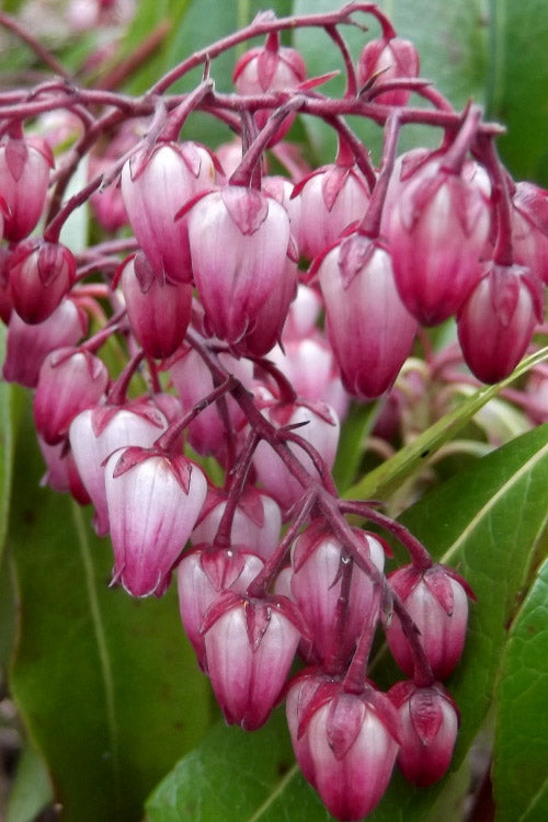  Katsura Pieris - 3 Gallon Pot