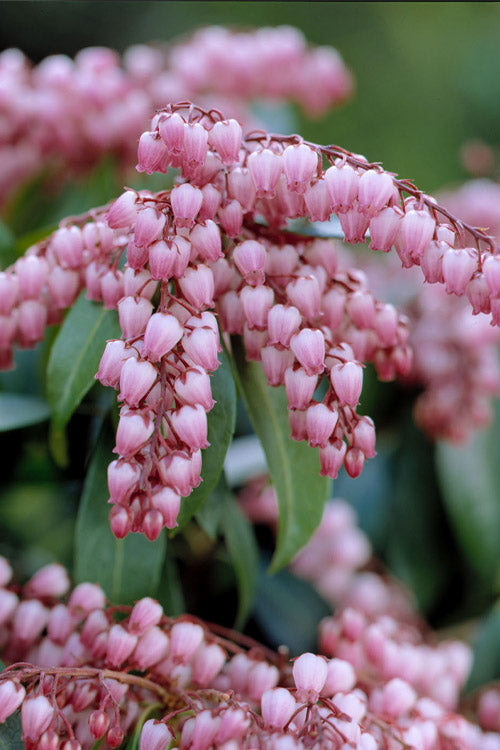  Katsura Pieris - 3 Gallon Pot