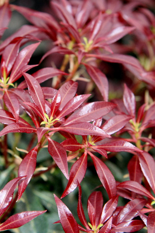  Katsura Pieris - 3 Gallon Pot