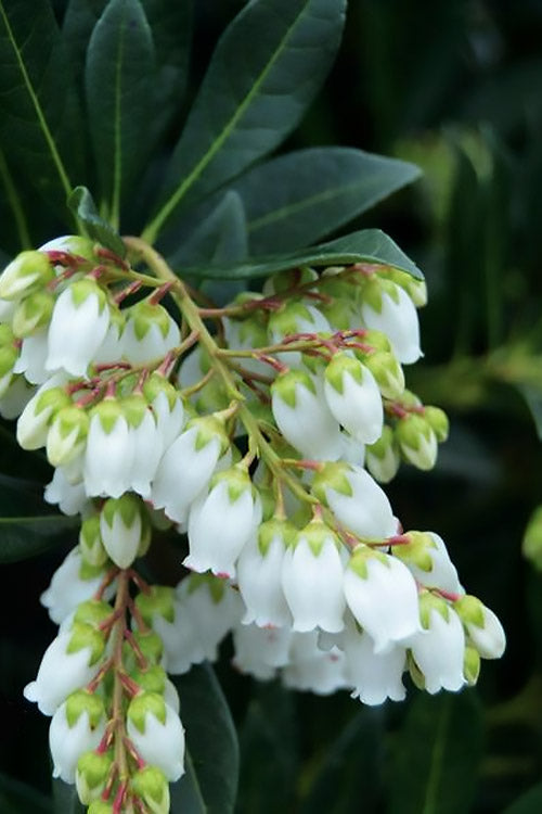  Southern Lady Pieris - 3 Gallon Pot