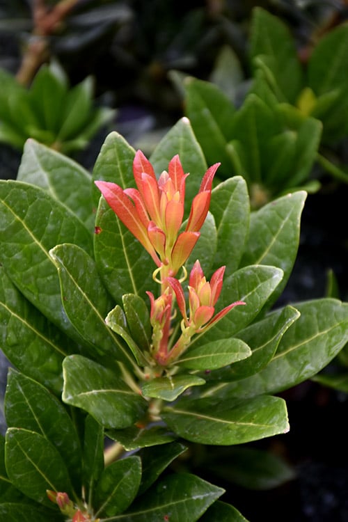  Southern Lady Pieris - 3 Gallon Pot