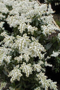  Southern Lady Pieris - 3 Gallon Pot