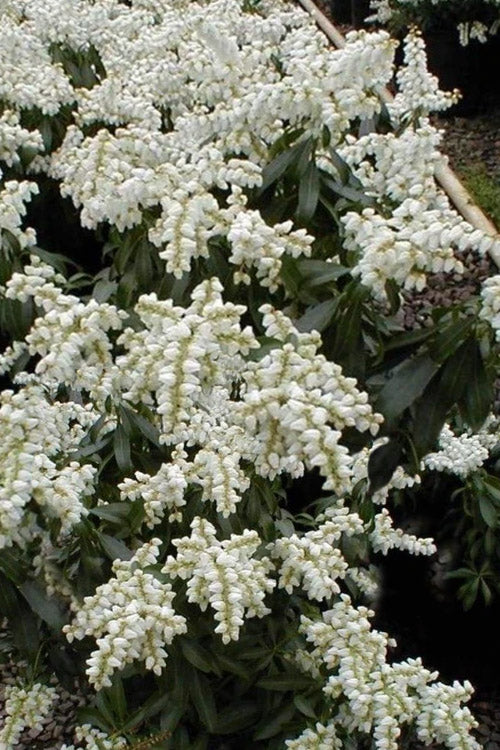  Southern Lady Pieris - 3 Gallon Pot