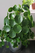  UFO Plant (Pilea Peperomiodes) - 1 Gallon Pot