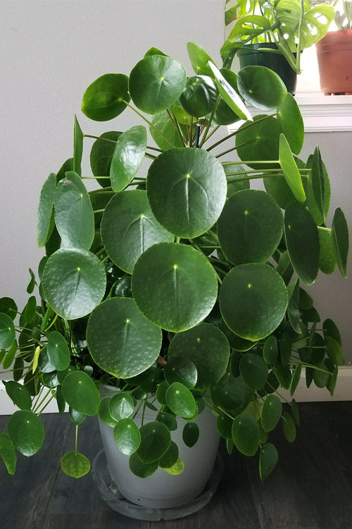  UFO Plant (Pilea Peperomiodes) - 1 Gallon Pot