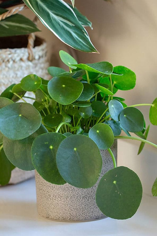  UFO Plant (Pilea Peperomiodes) - 1 Gallon Pot