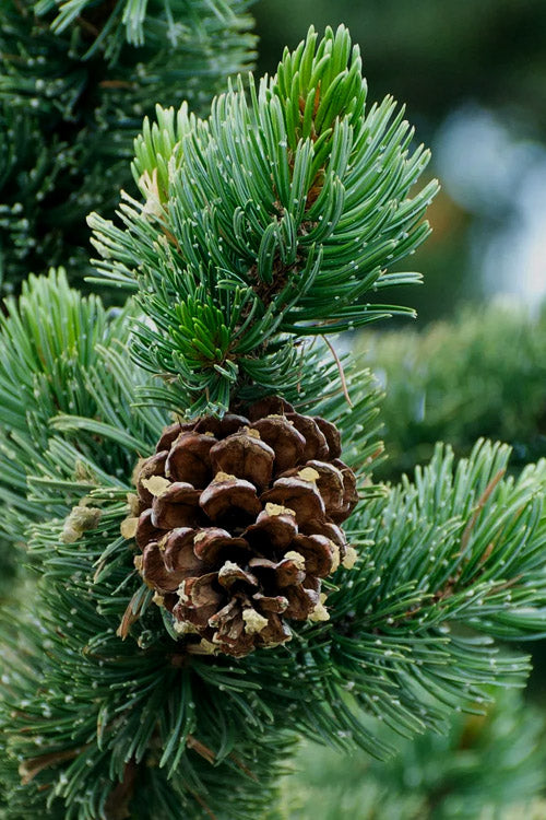  Rocky Mountain Bristlecone Pine (Pinus Aristata) - 1 Gallon Pot