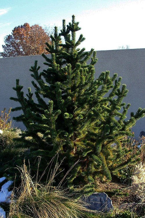  Rocky Mountain Bristlecone Pine (Pinus Aristata) - 3 Gallon Pot