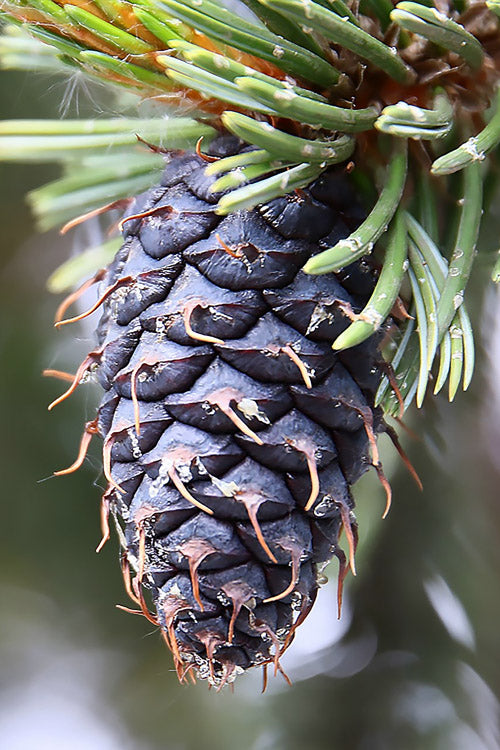  Rocky Mountain Bristlecone Pine (Pinus Aristata) - 1 Gallon Pot