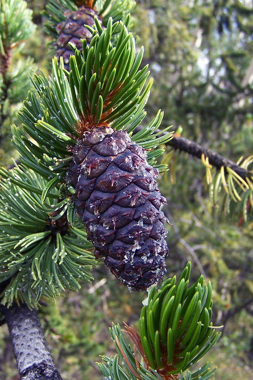  Rocky Mountain Bristlecone Pine (Pinus Aristata) - 1 Gallon Pot