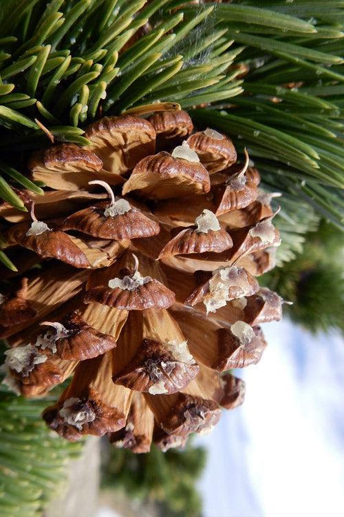  Rocky Mountain Bristlecone Pine (Pinus Aristata) - 3 Gallon Pot