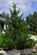  Rocky Mountain Bristlecone Pine (Pinus Aristata) - 3 Gallon Pot
