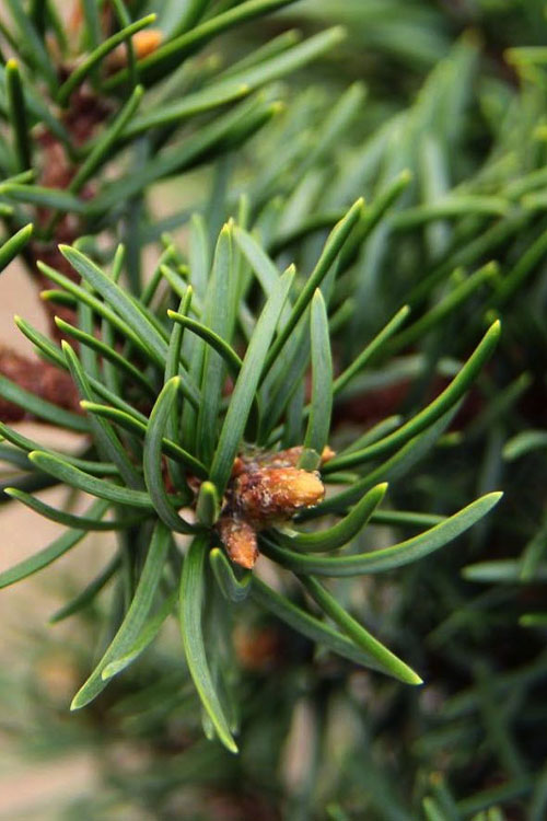  Schoodic Jack Pine (Pinus Banksiana) - 5 Gallon Pot