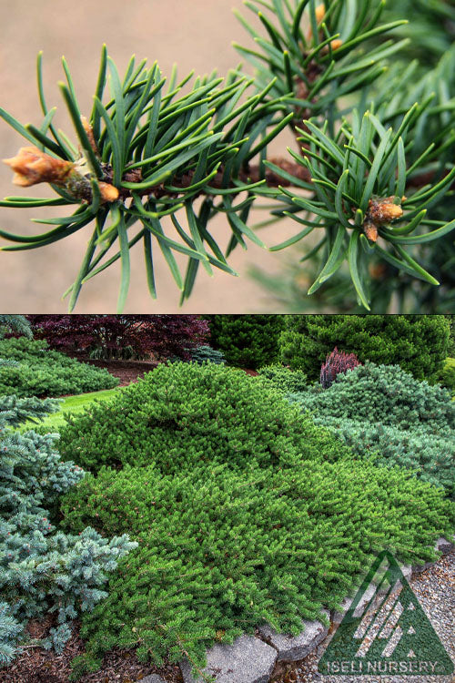  Schoodic Jack Pine (Pinus Banksiana) - 5 Gallon Pot