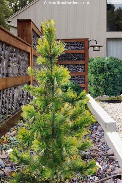  Golden Swiss Stone Pine - 3 Gallon Pot