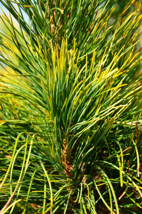  Golden Swiss Stone Pine - 3 Gallon Pot