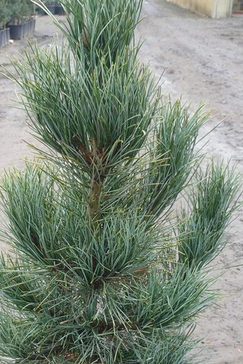  Blue Swiss Stone Pine - 3 Gallon Pot