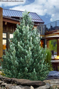  Blue Swiss Stone Pine - 3 Gallon Pot