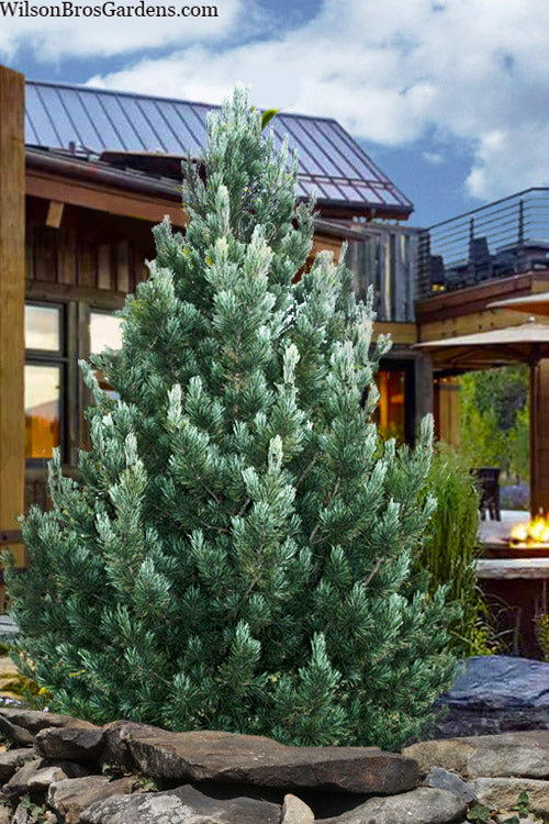  Blue Swiss Stone Pine - 3 Gallon Pot