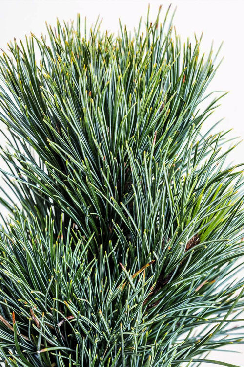  Blue Swiss Stone Pine - 3 Gallon Pot