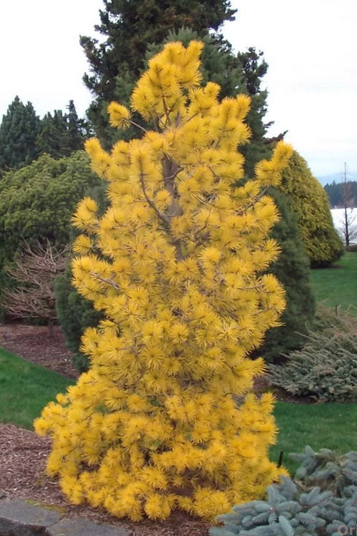  Chief Joseph Golden Lodgepole Pine (Pinus Contorta) - 2 Gallon Pot